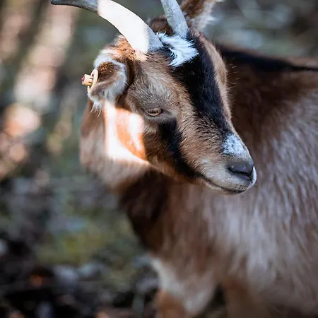 Ferienbauernhof Goerdes דירה *