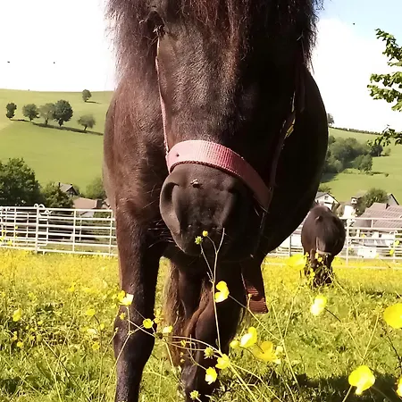 Ferienbauernhof Gördes * Schmallenberg