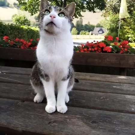 Ferienbauernhof Goerdes שמאלנברג