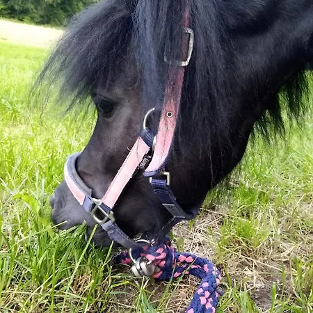 Ferienbauernhof Goerdes