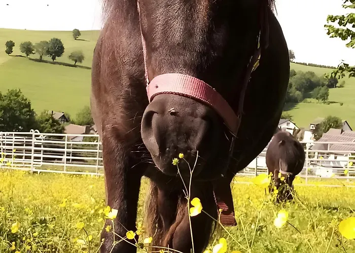 Ferienbauernhof Goerdes * Schmallenberg