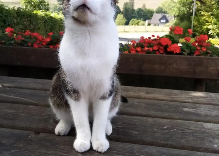 Ferienbauernhof Goerdes Schmallenberg